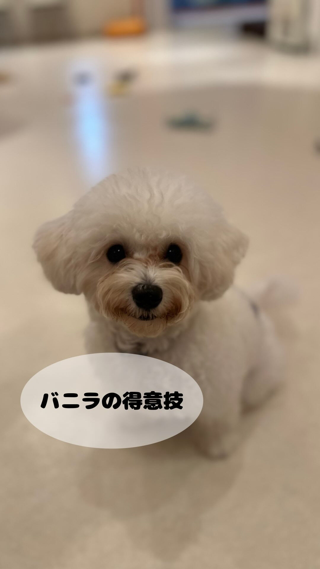 バニラの一発芸
