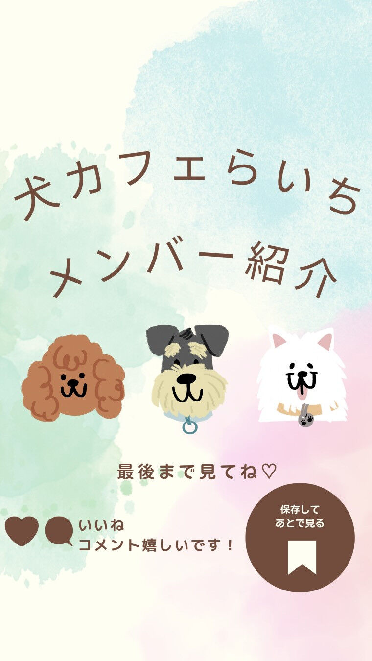 犬カフェらいちの最強メンバー紹介です🐶