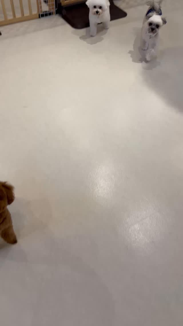 トリミングしたてのふわもこ3匹で元気いっぱいお客様をお待ちし