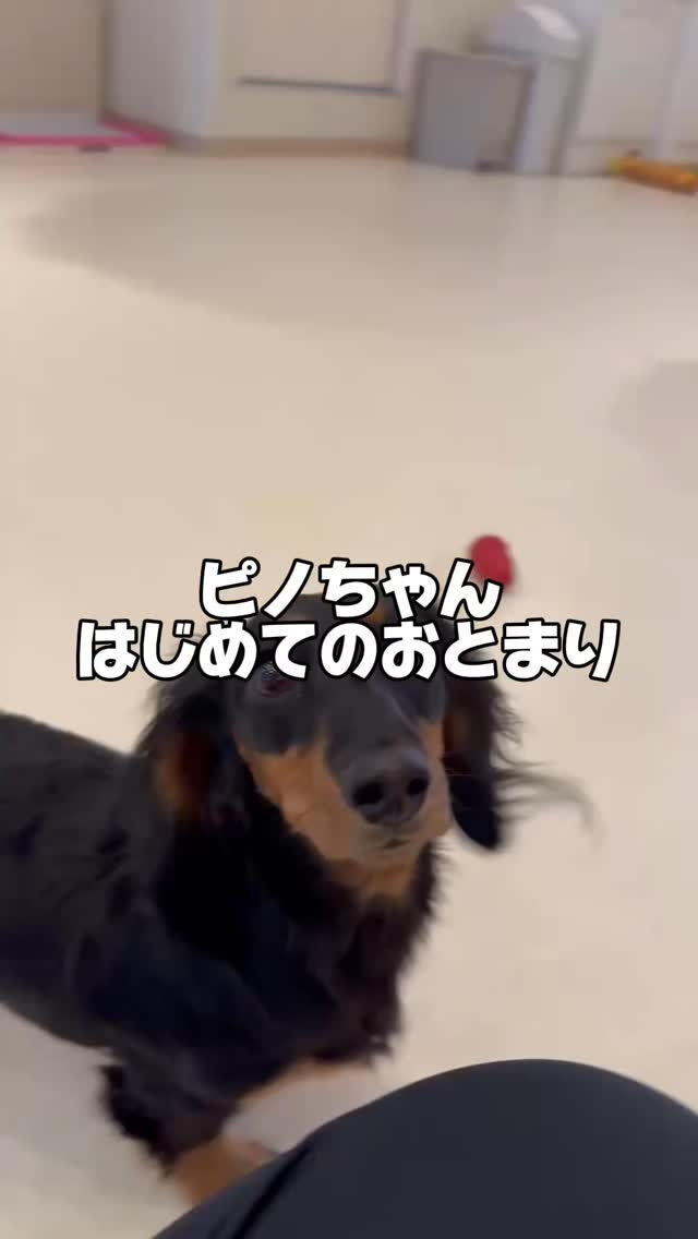 ペットホテル【ピノちゃん】