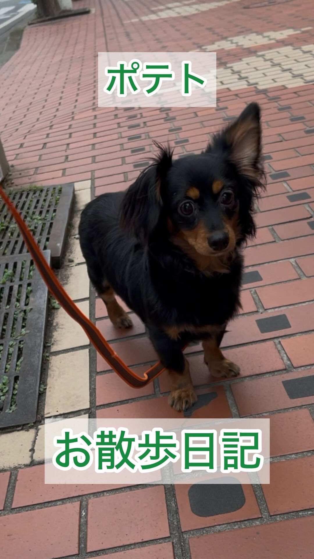 最近の日課はポテトと一緒にお散歩🐶