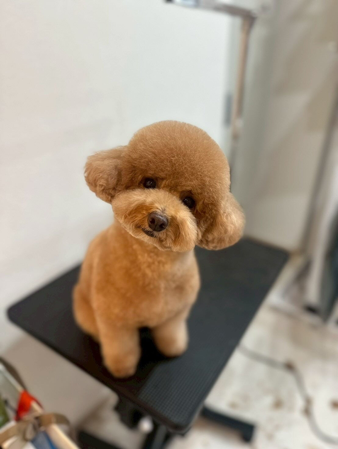 シャンプー&トリミング料金表です🐶