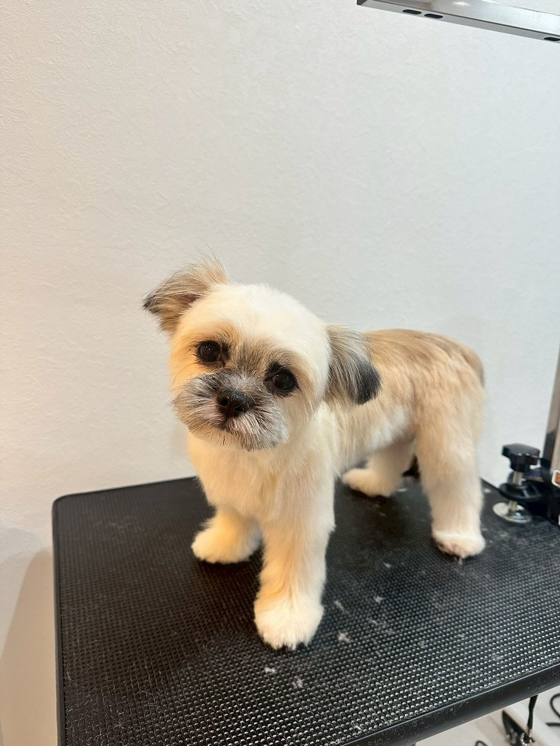 シャンプー&トリミング料金表です🐶