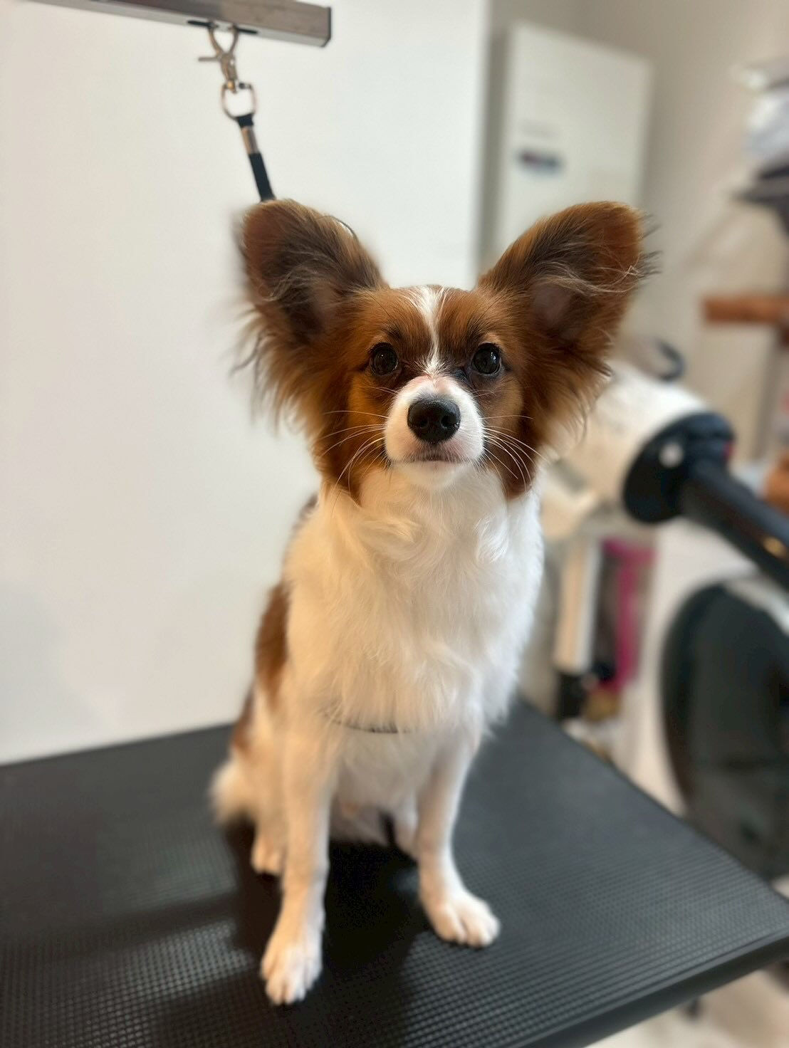 シャンプー&トリミング料金表です🐶