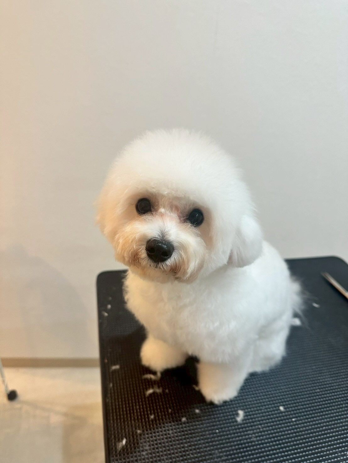 シャンプー&トリミング料金表です🐶