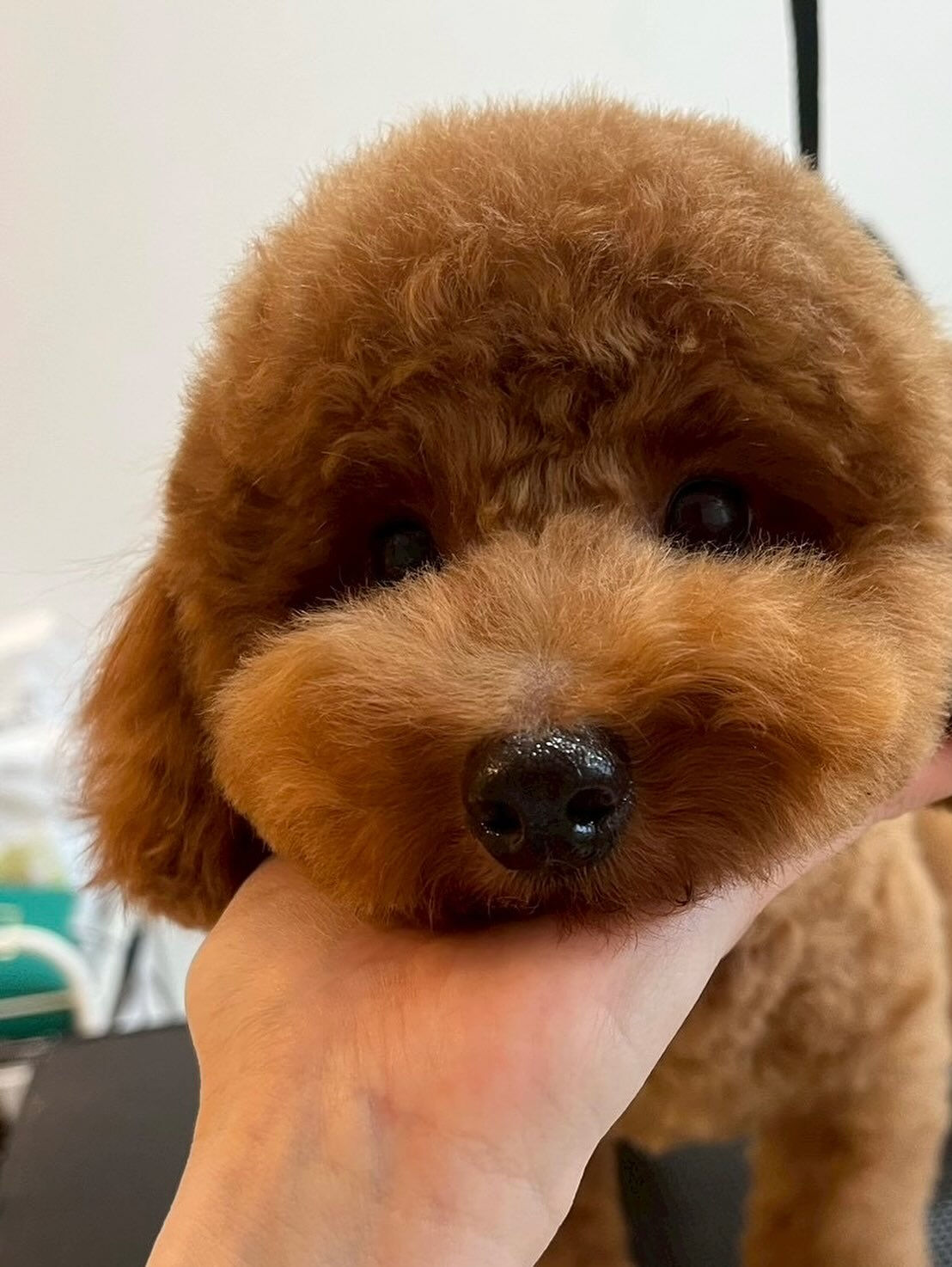 シャンプー&トリミング料金表です🐶