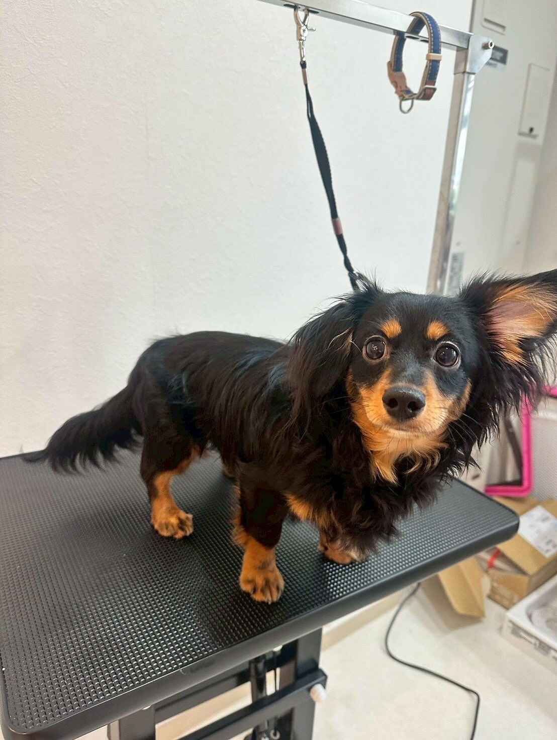 シャンプー&トリミング料金表です🐶