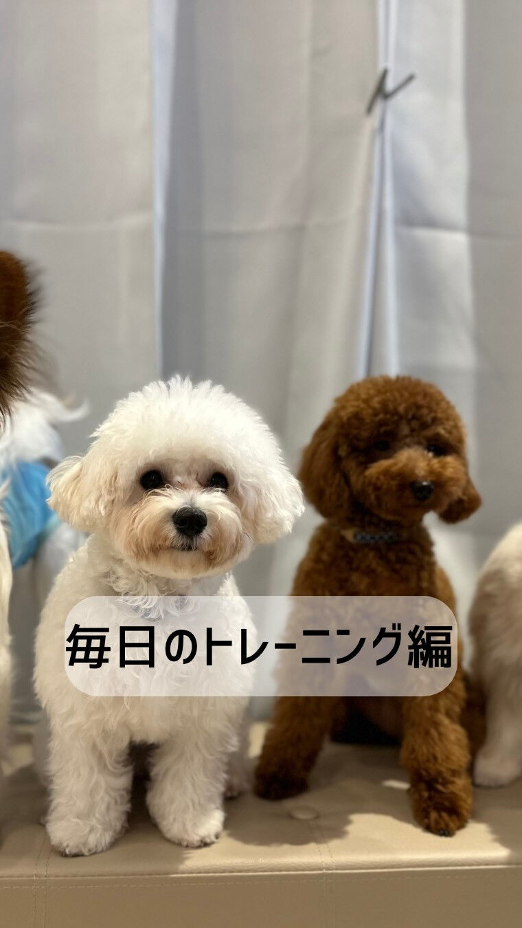 おすわりトレーニング中🏋️