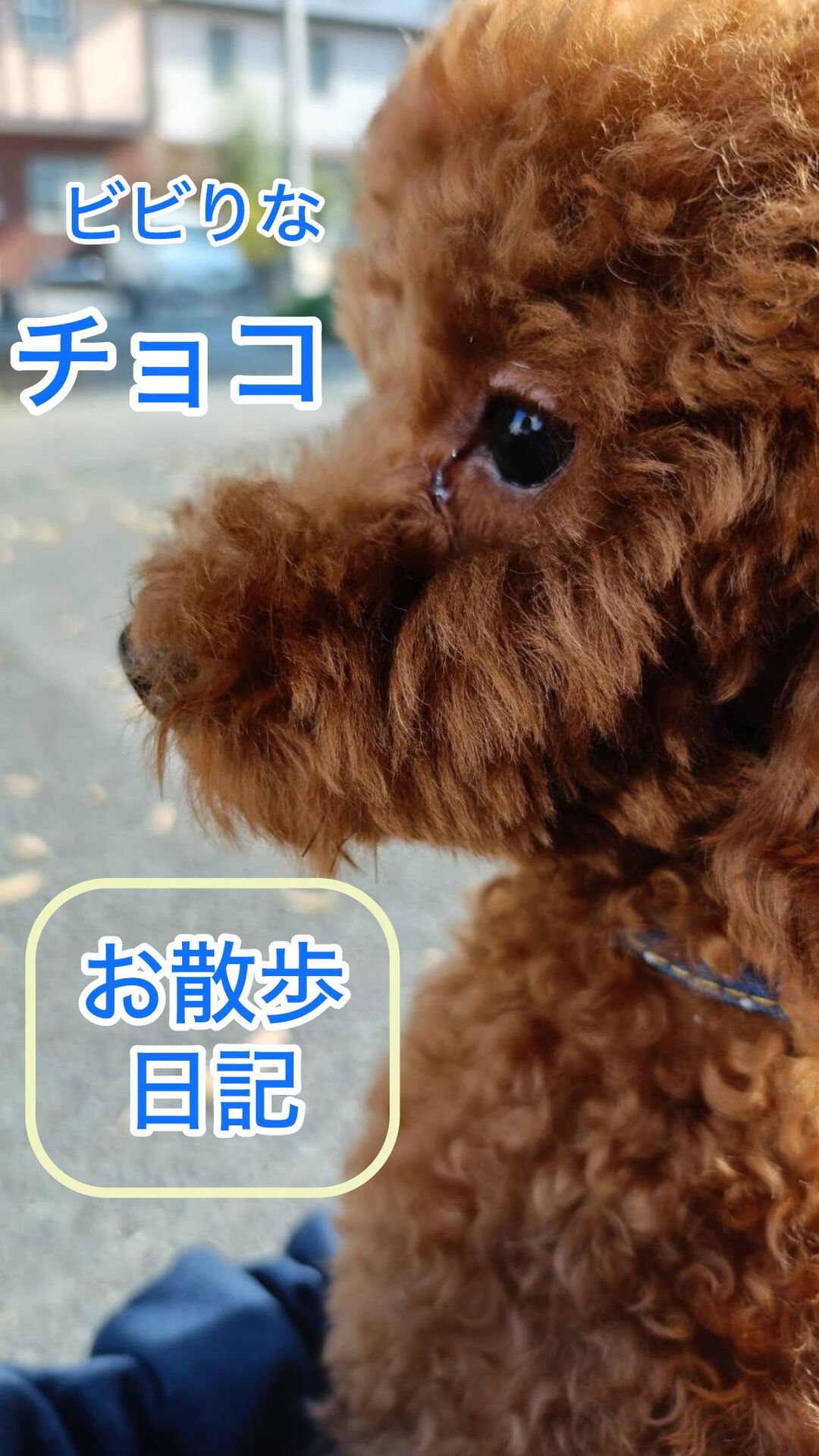チョコの成長にうるうる🥺