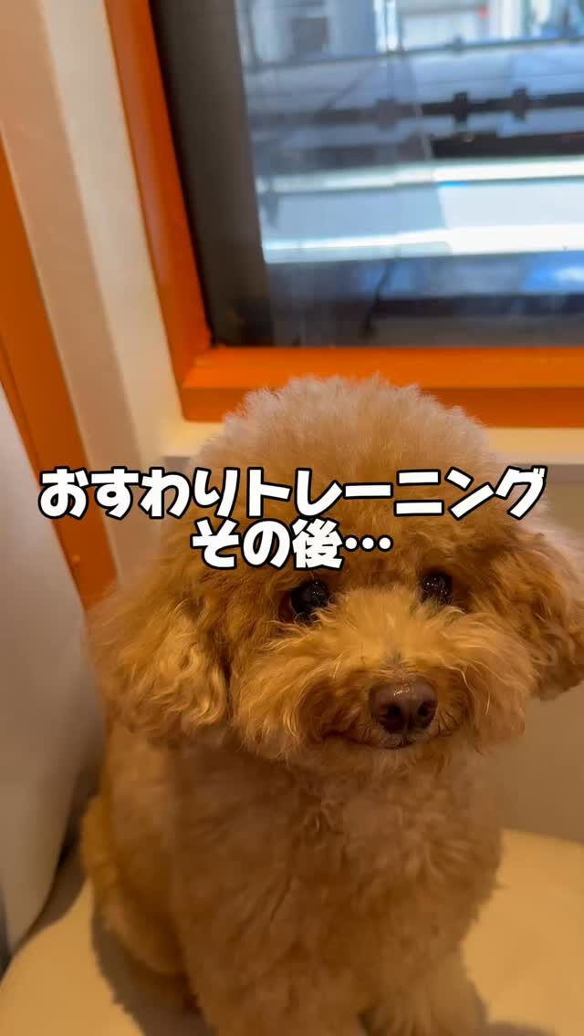 おすわりトレーニングその後…！