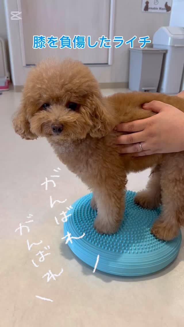 最近午後出勤が多いライチですが