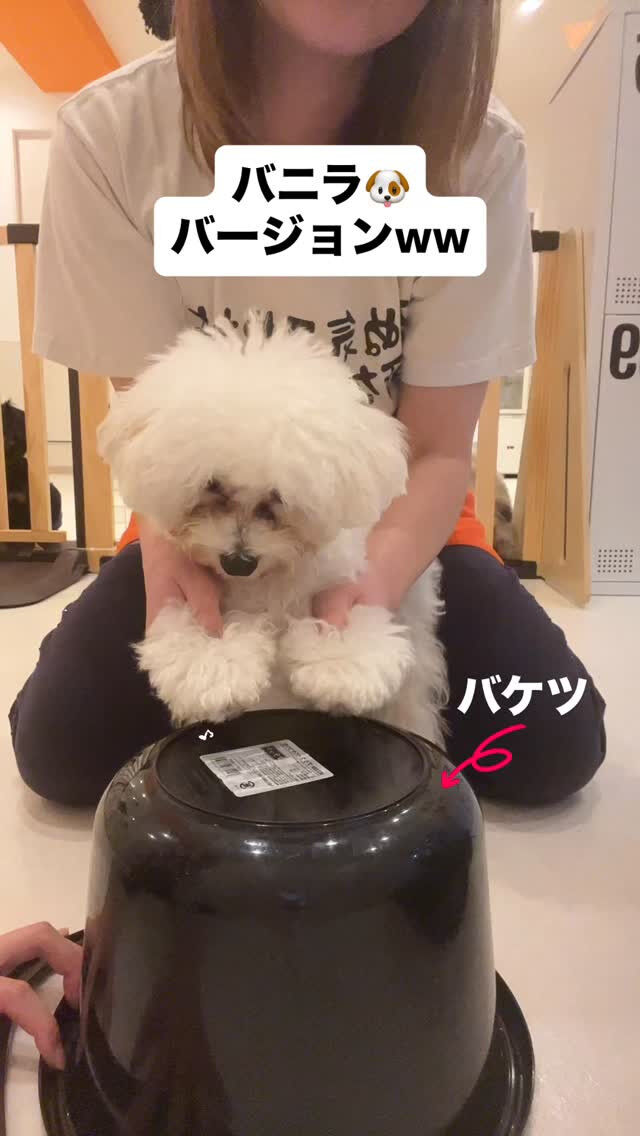 お店のアイドル、バニラとバケツで挑戦してみた！🥁