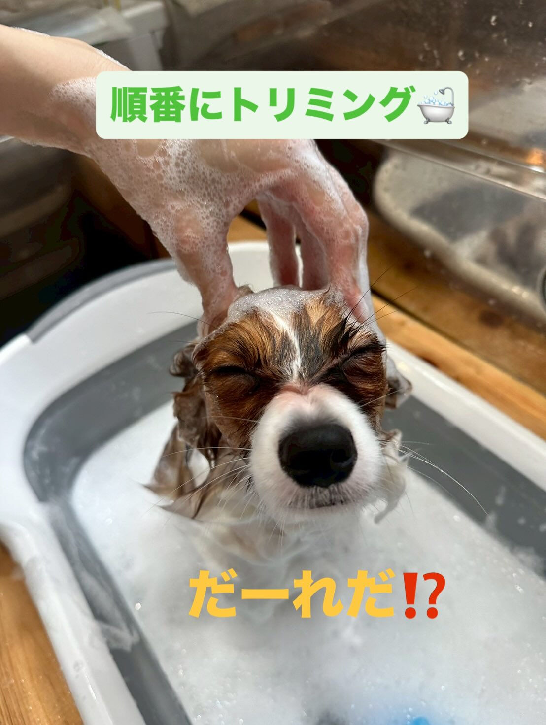 みんなトリマーのスタッフにきれいにしてもらいました🐶