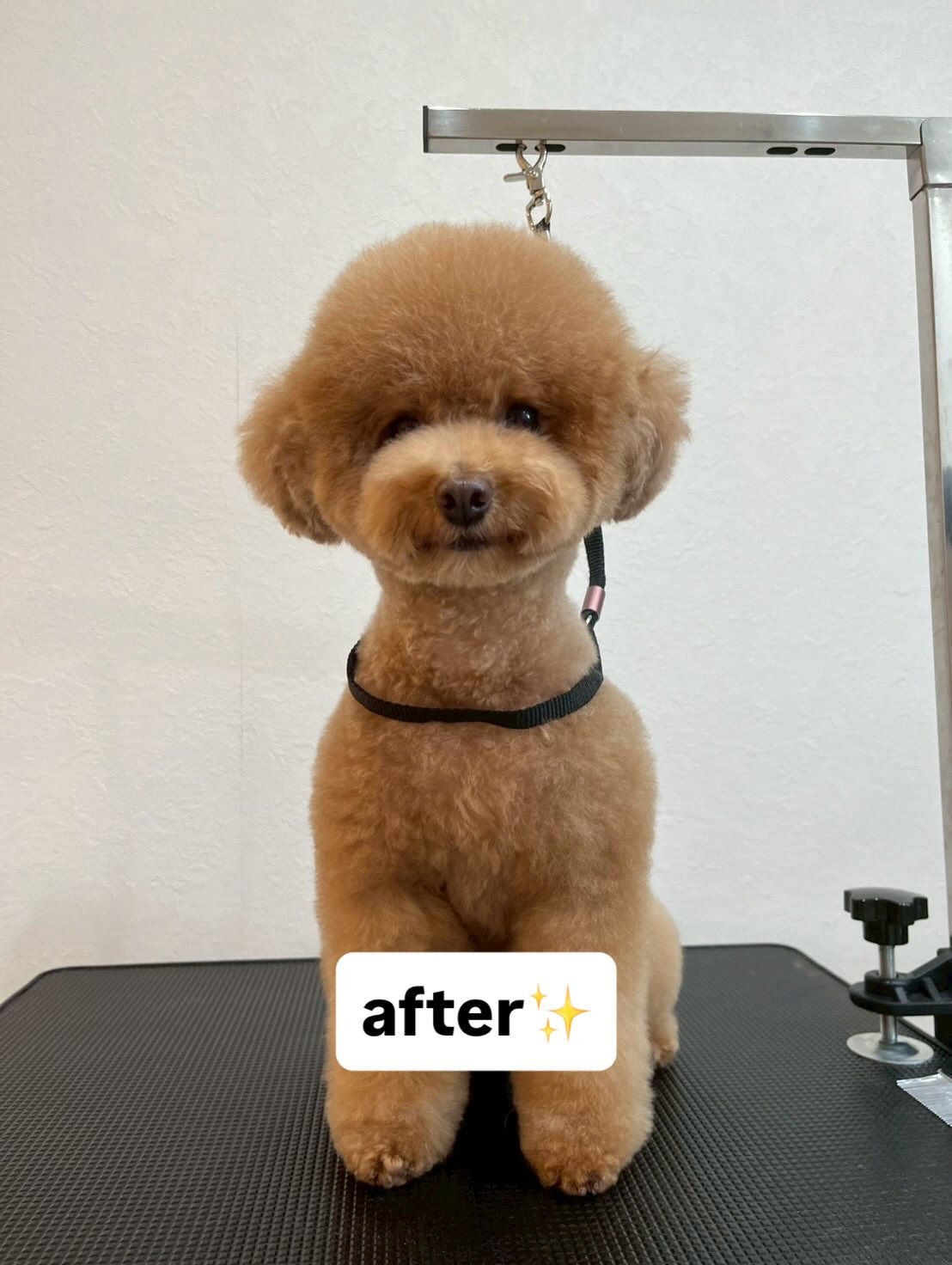 みんなトリマーのスタッフにきれいにしてもらいました🐶