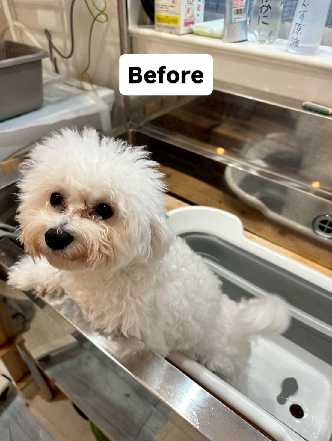 みんなトリマーのスタッフにきれいにしてもらいました🐶