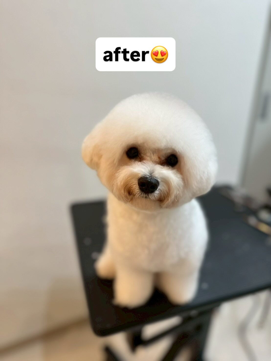 みんなトリマーのスタッフにきれいにしてもらいました🐶