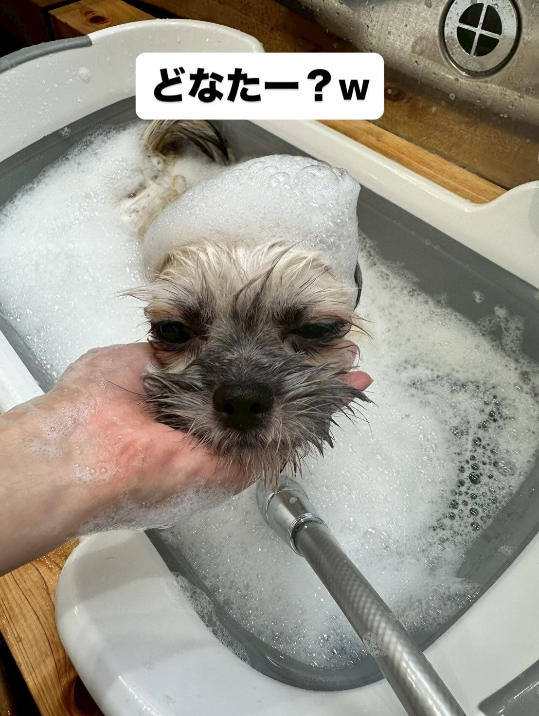 みんなトリマーのスタッフにきれいにしてもらいました🐶
