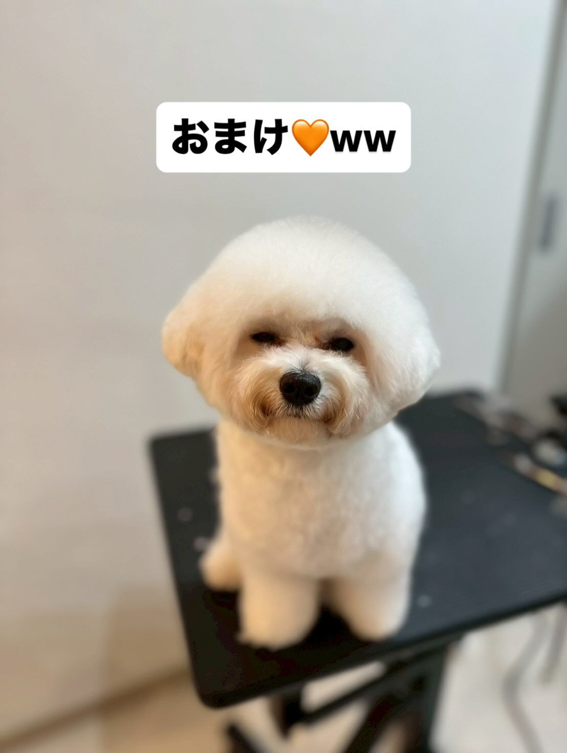 みんなトリマーのスタッフにきれいにしてもらいました🐶