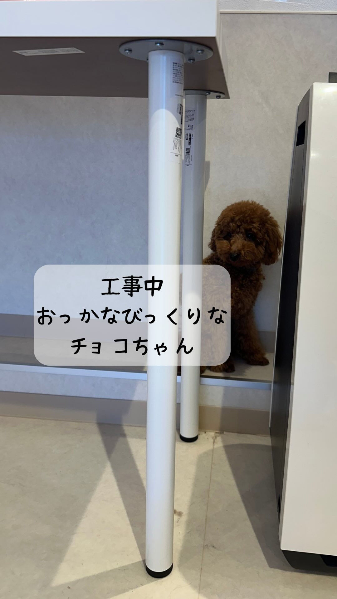 びびりなチョコちゃん