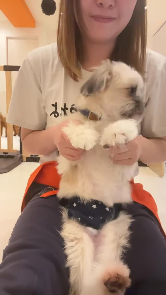 だいふくとAPTを踊ってみました✨🎶
