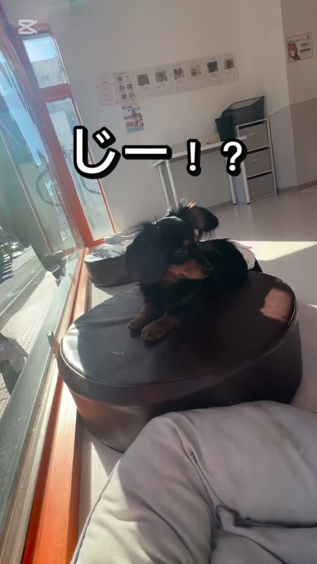 食べ物で自己紹介してみたよ🐶✨