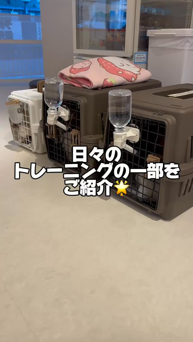 みんなのクレートトレーニング