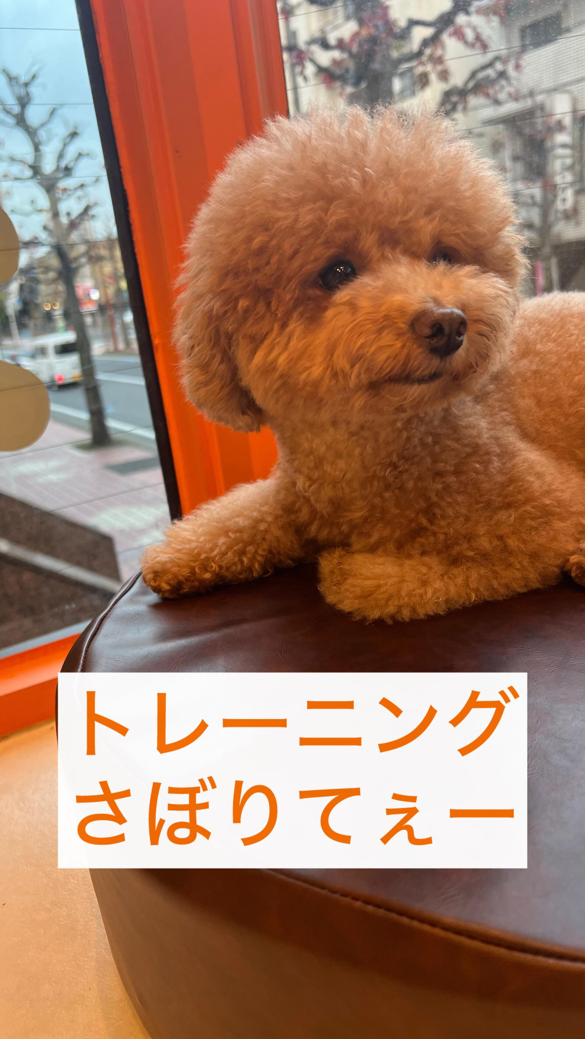 トレーニングサボりたい犬と