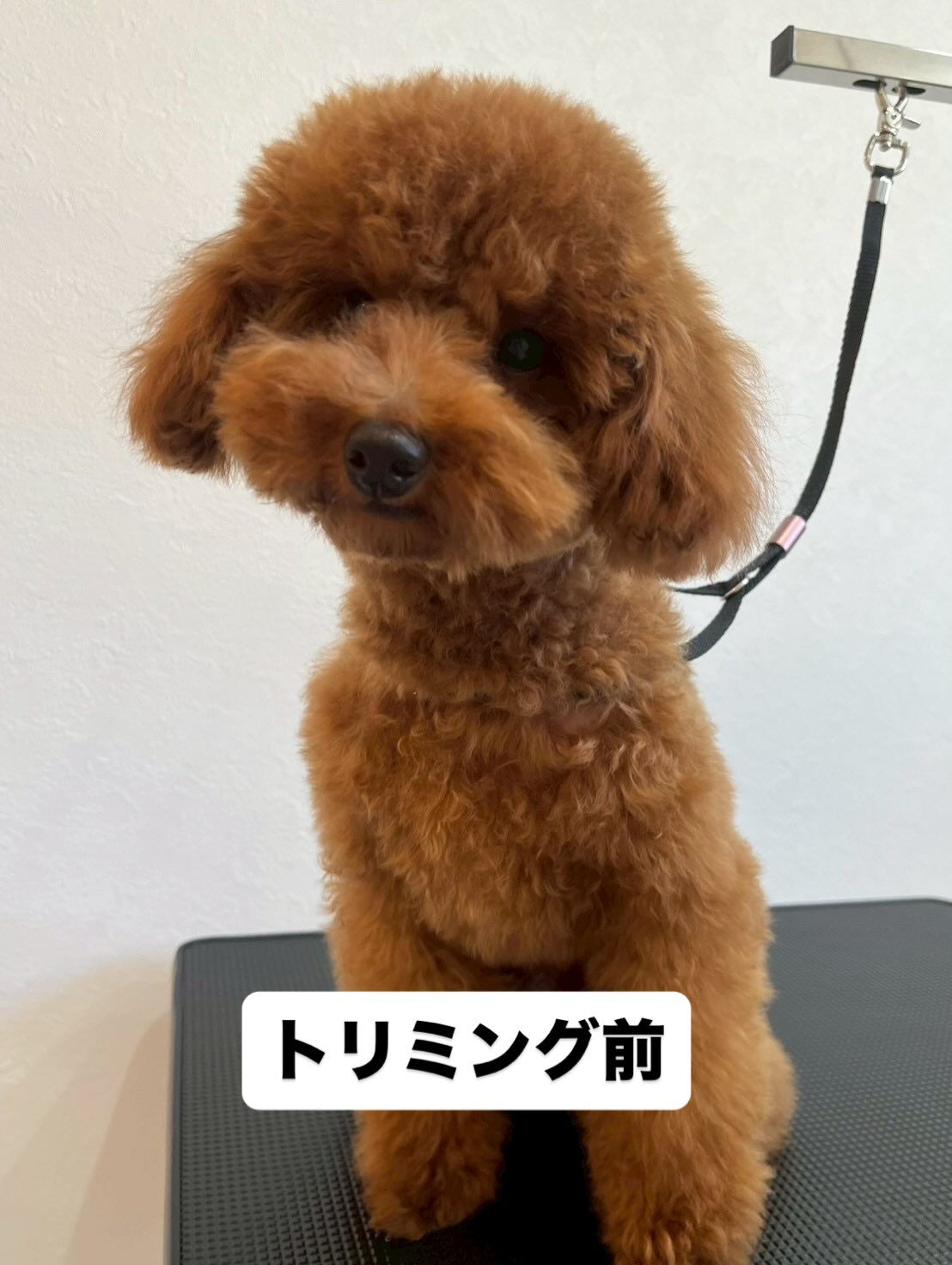 チョコ、トリミングしました🍫