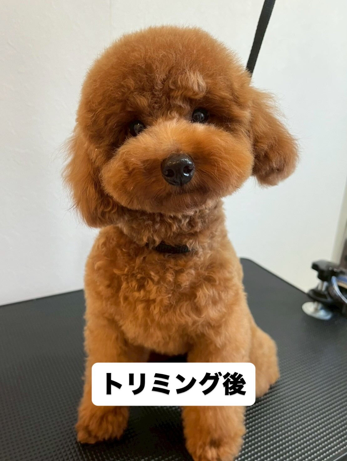 チョコ、トリミングしました🍫