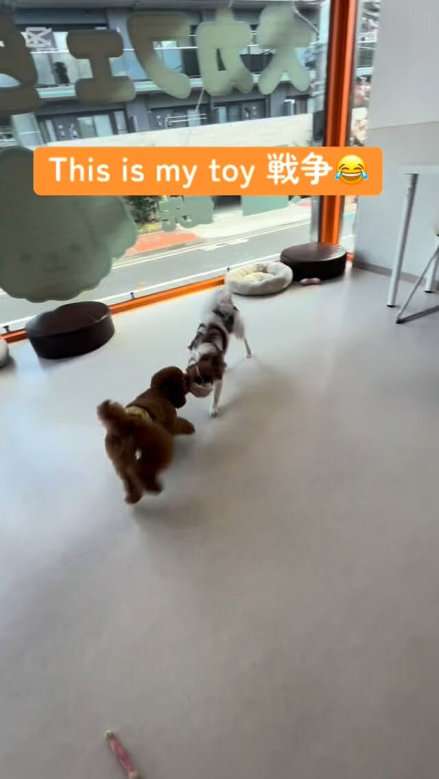負けられない戦いがここにある…🧸✨www