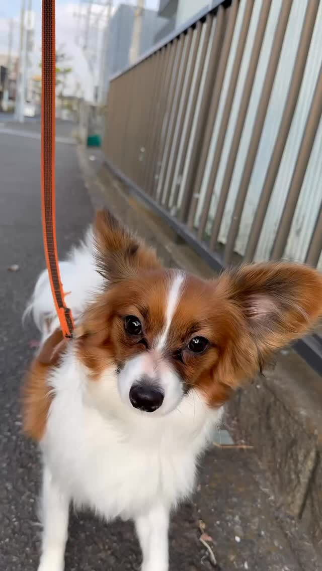 コロッケとお散歩