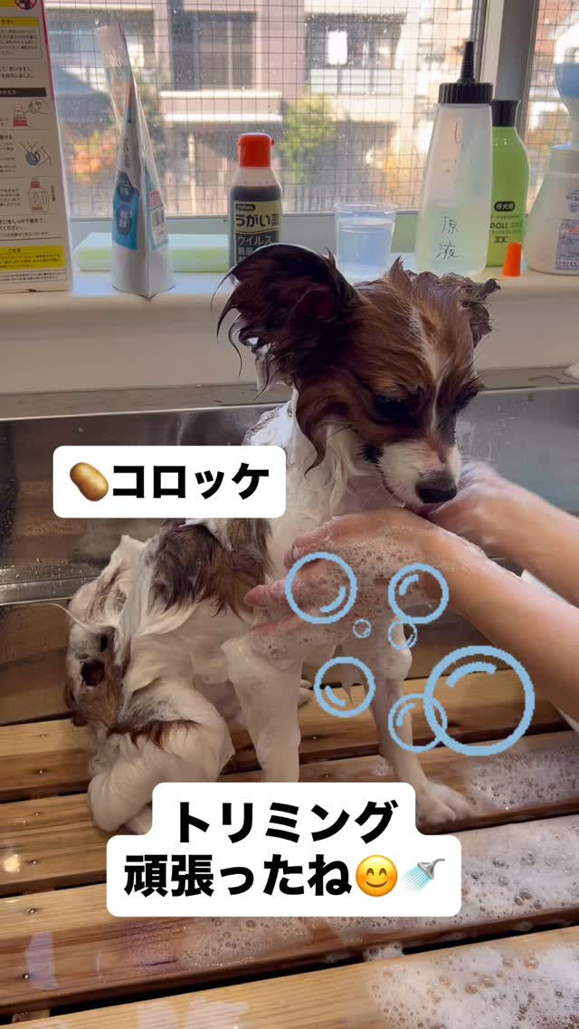コロッケシャンプーの時、めちゃ良い子でした🥰