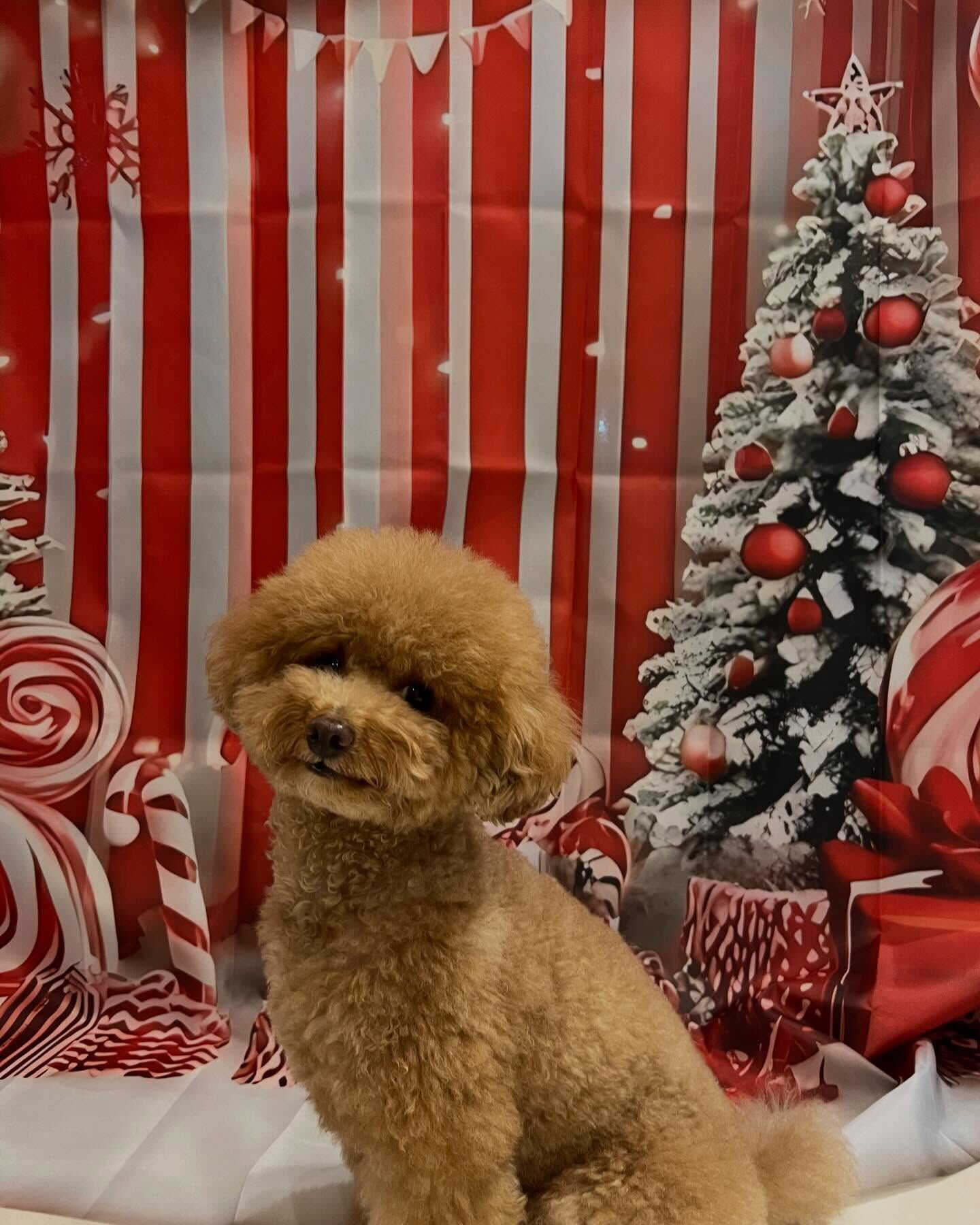 🎄25日までクリスマス限定🎅
