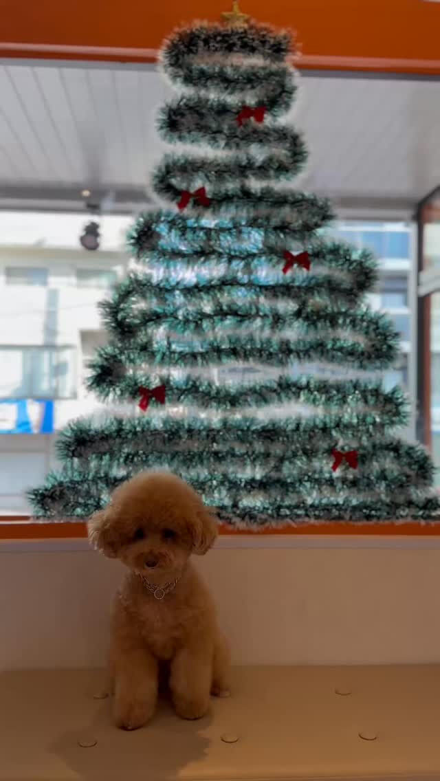 ツリー出現🎄