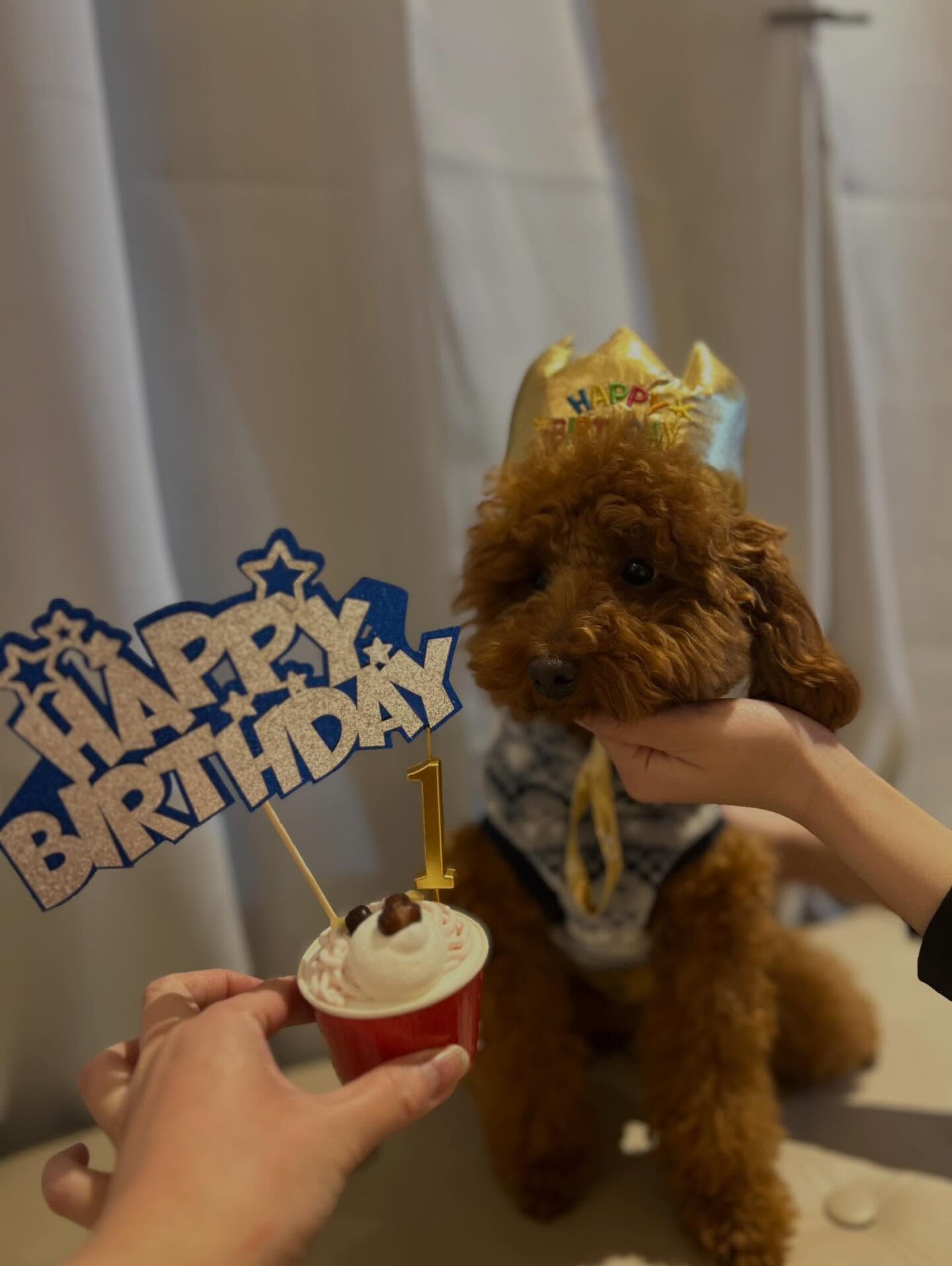 🎂チョコ、1歳のお誕生日おめでとう🥳