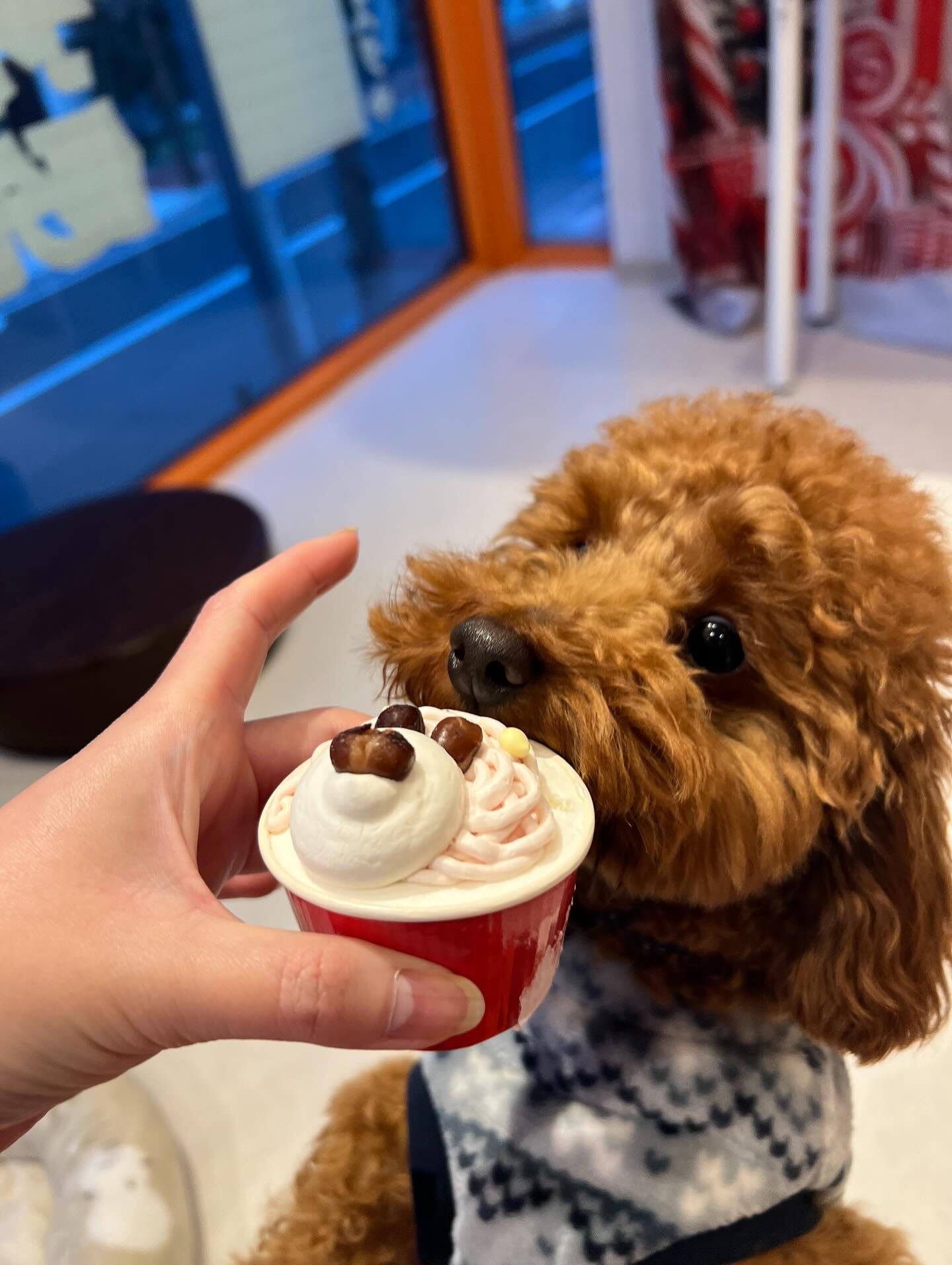 🎂チョコ、1歳のお誕生日おめでとう🥳