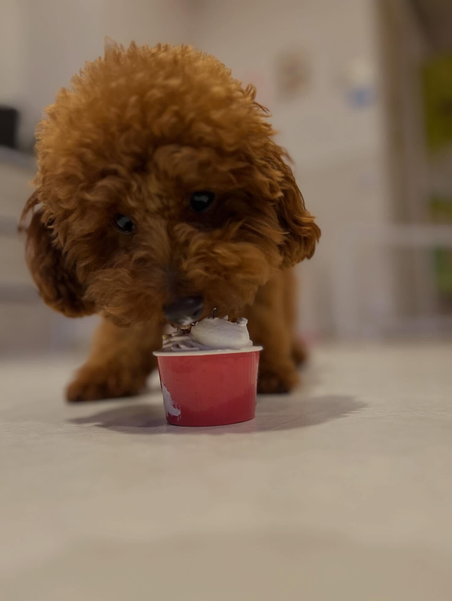 🎂チョコ、1歳のお誕生日おめでとう🥳