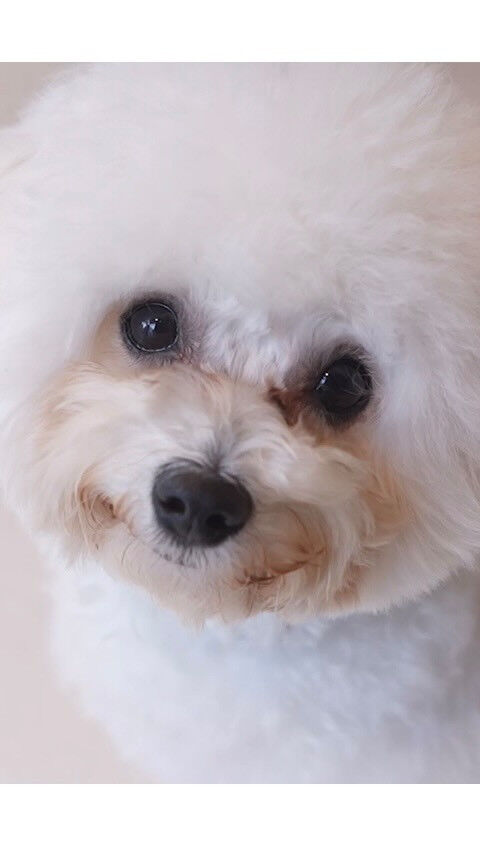 犬カフェらいちのPVができました✨👏