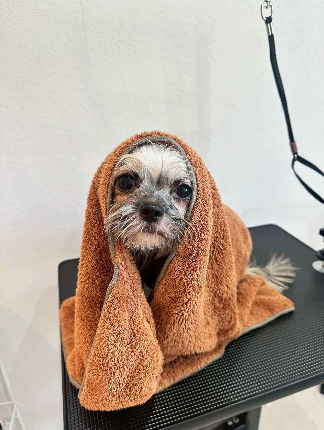犬カフェらいちのだれかがトリミングで大変身するぞー✨😍