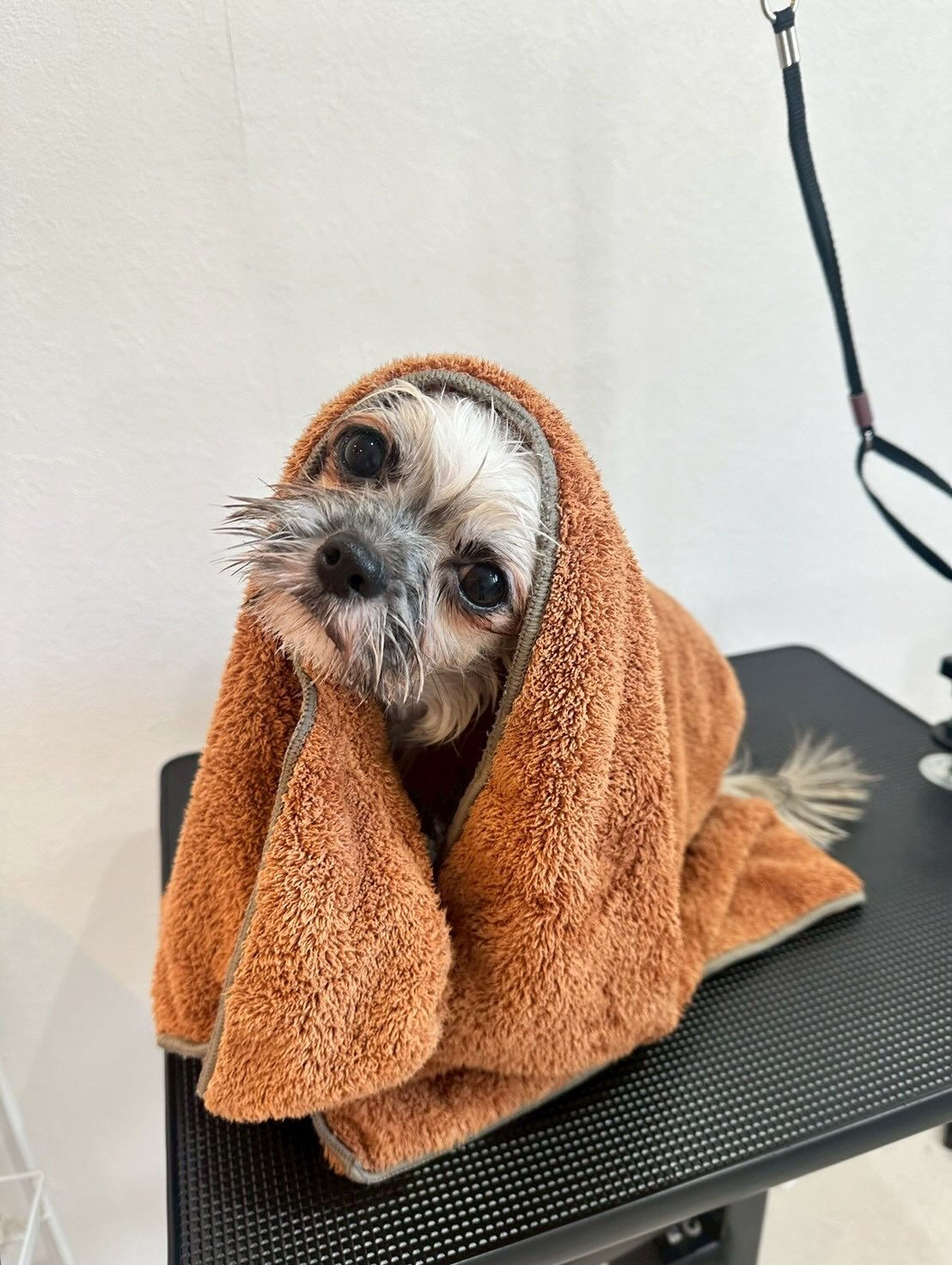 犬カフェらいちのだれかがトリミングで大変身するぞー✨😍