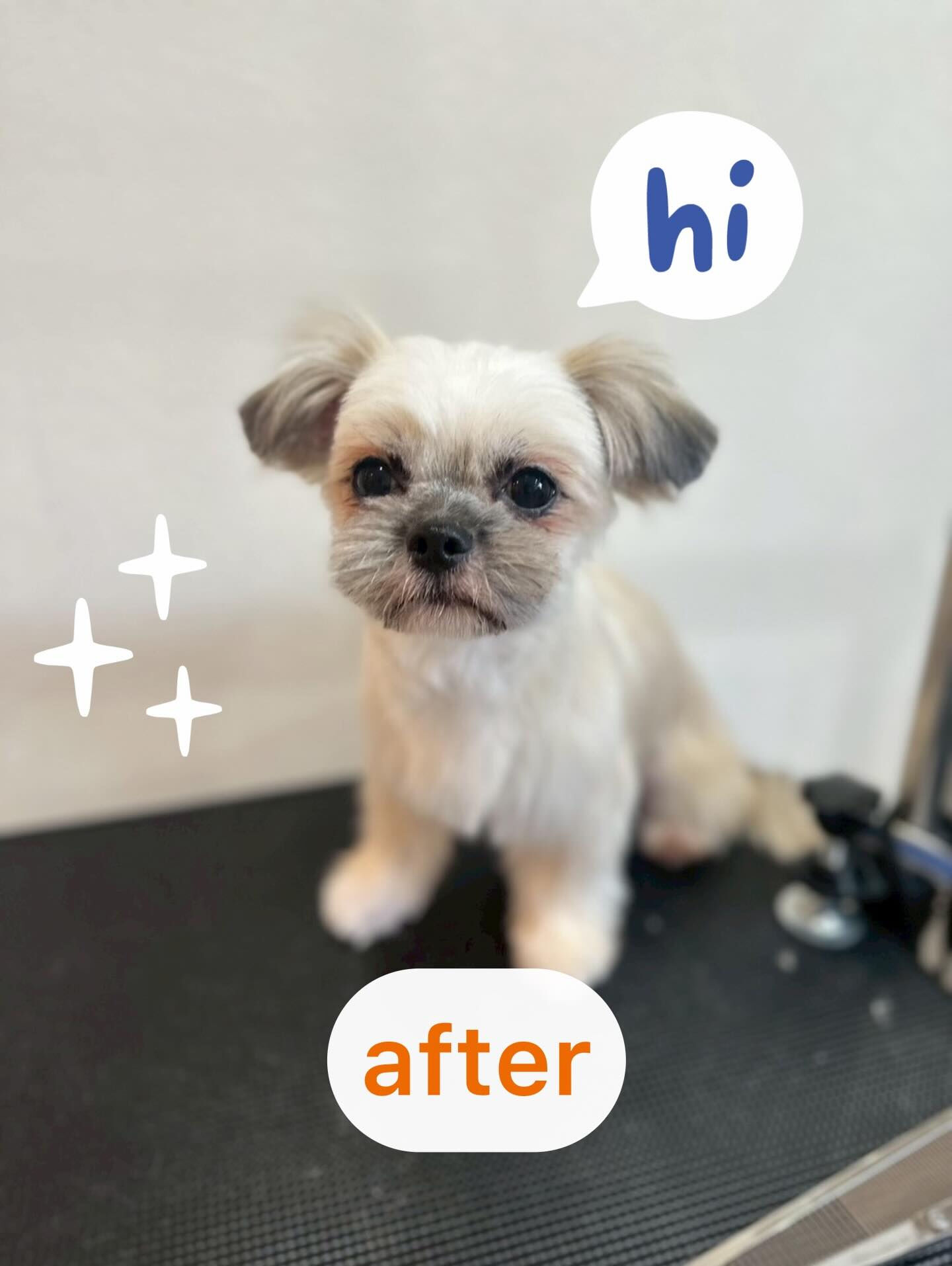 犬カフェらいちのだれかがトリミングで大変身するぞー✨😍