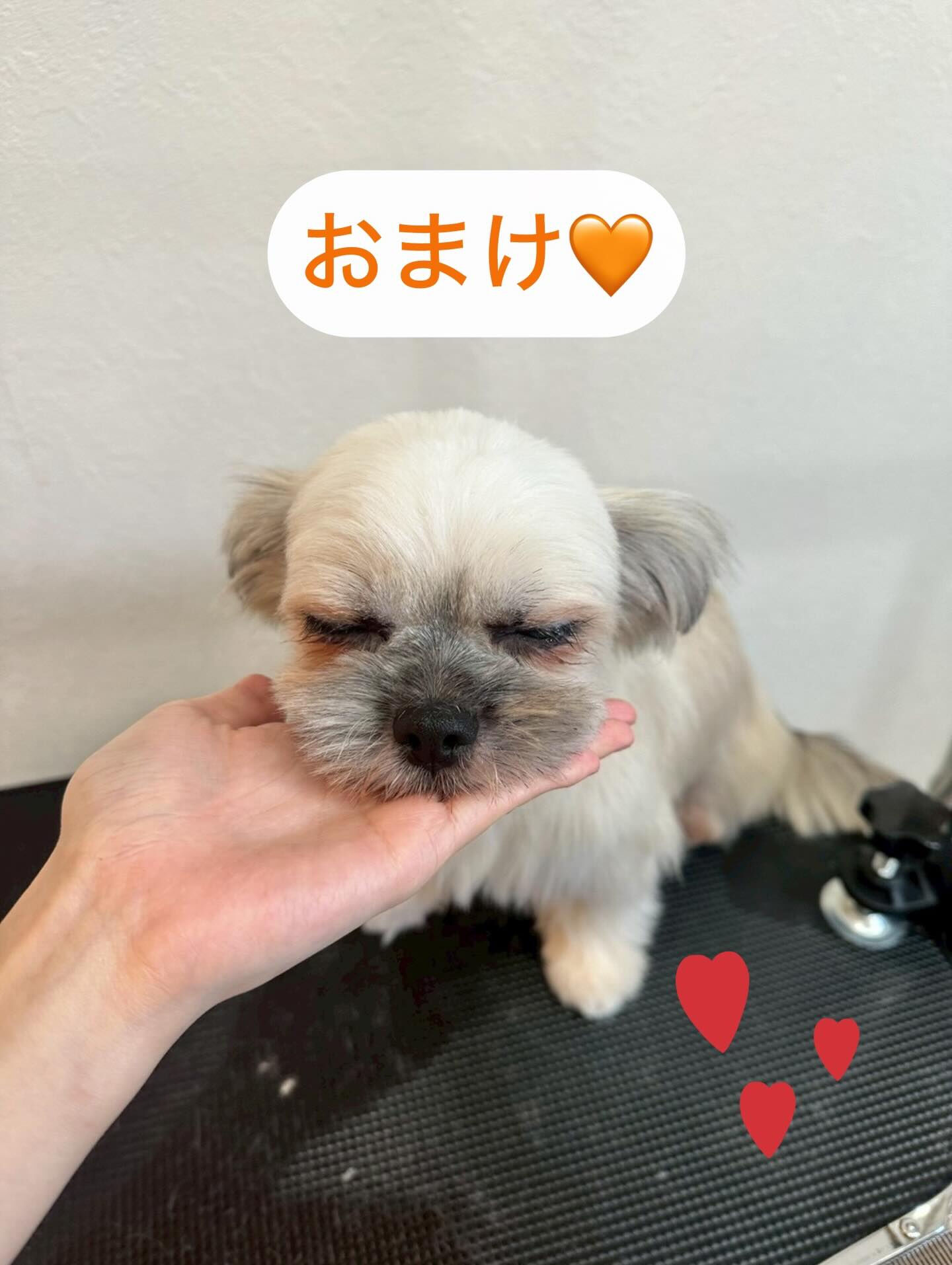 犬カフェらいちのだれかがトリミングで大変身するぞー✨😍