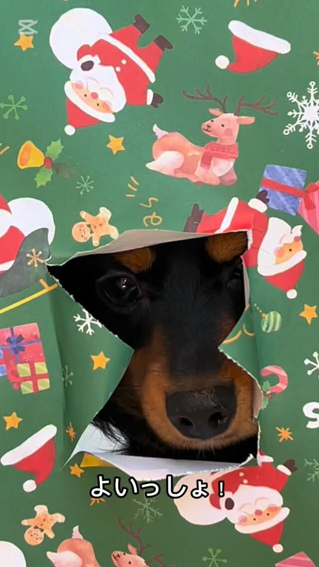 今流行りのやつやってみた🎄🎁