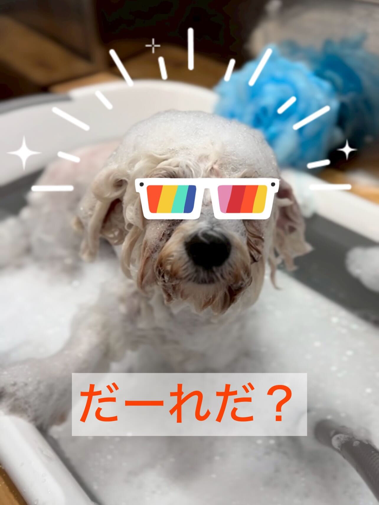 年末年始も、トリミング受付ております🐶✨