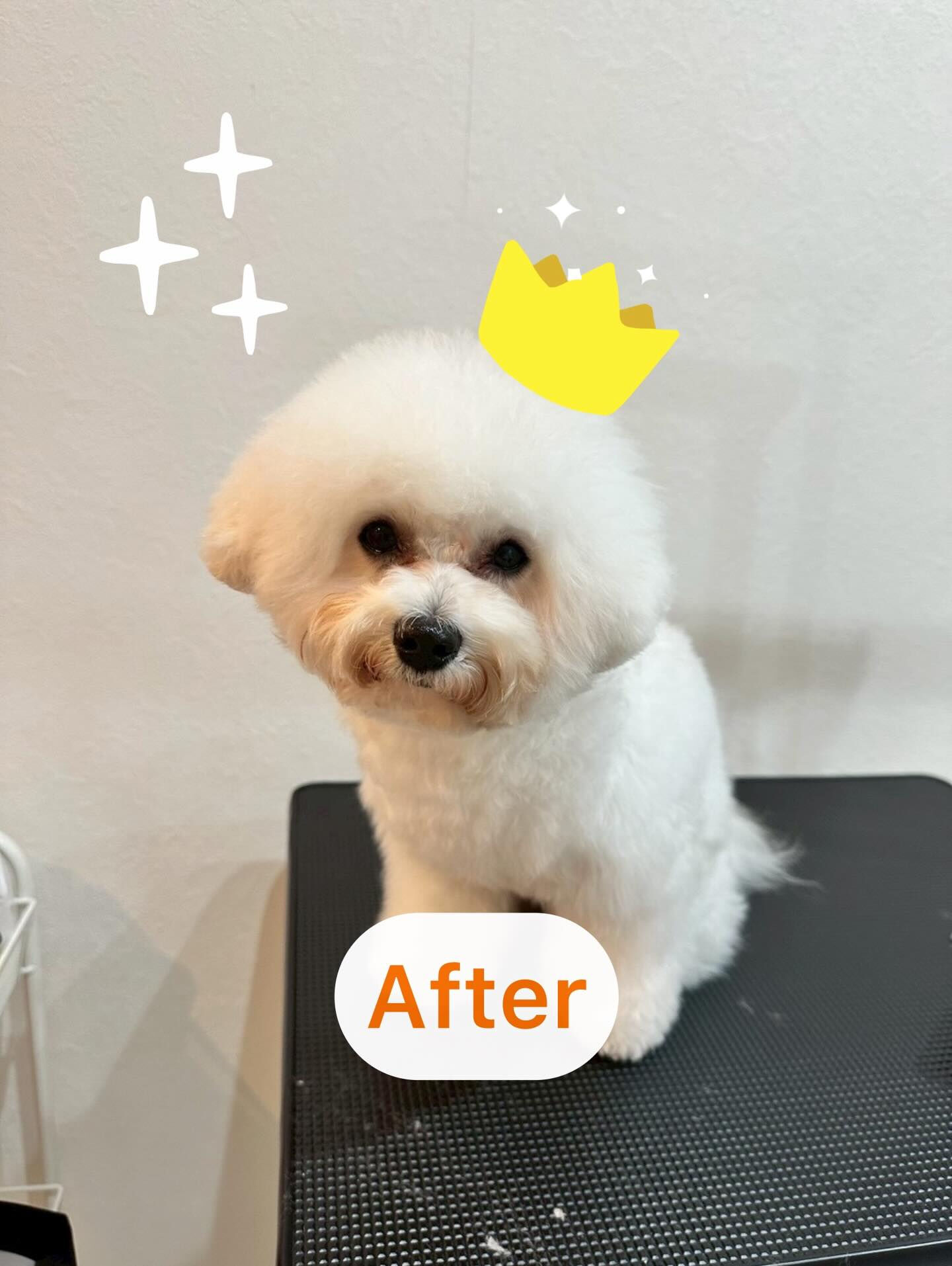 年末年始も、トリミング受付ております🐶✨