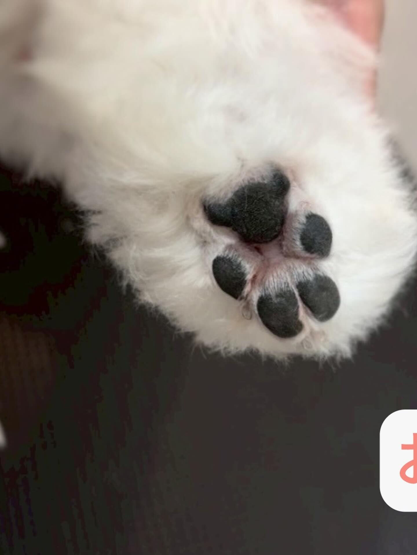 年末年始も、トリミング受付ております🐶✨