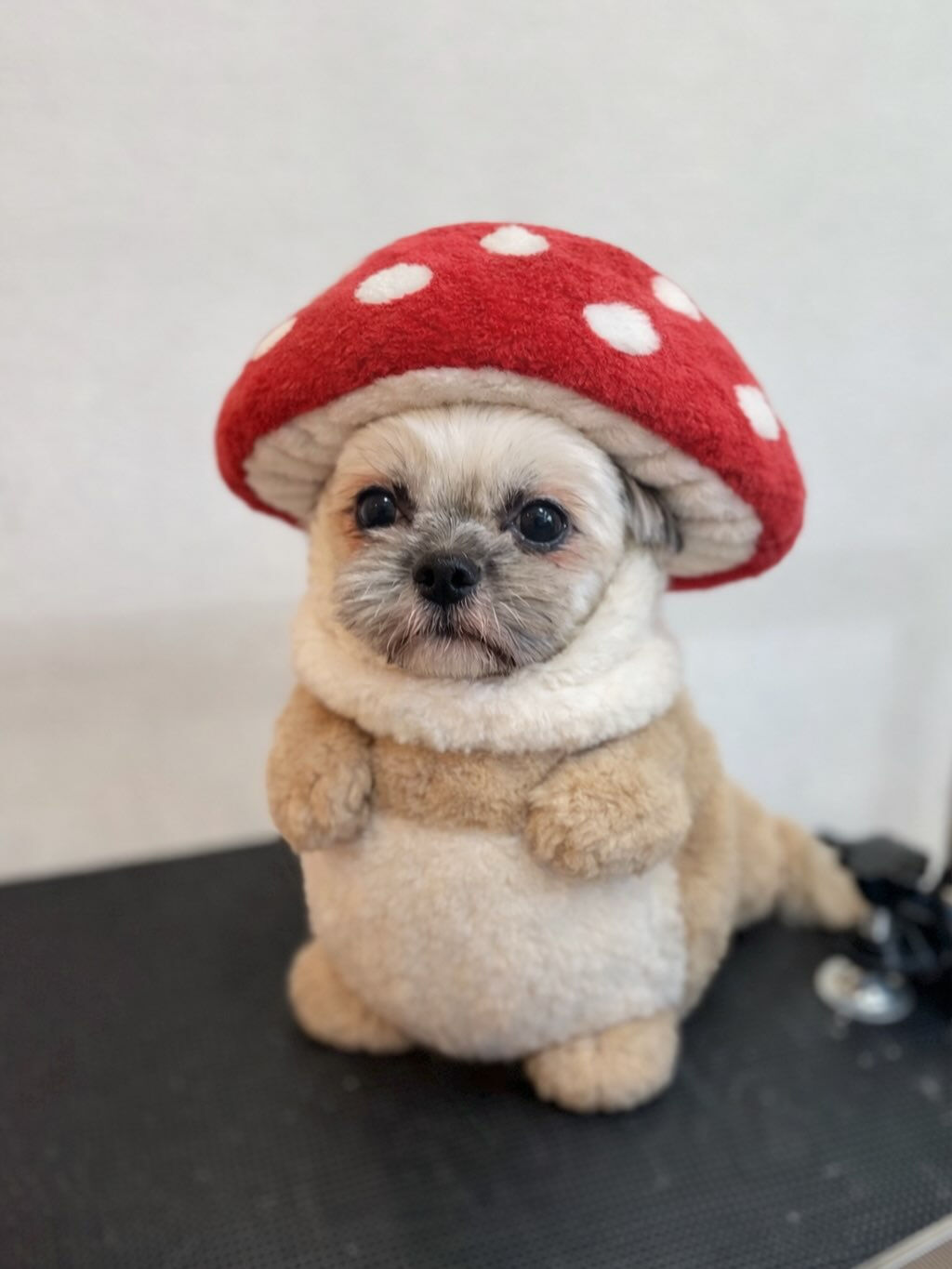 今流行りのきのこやってみました🐶🍄