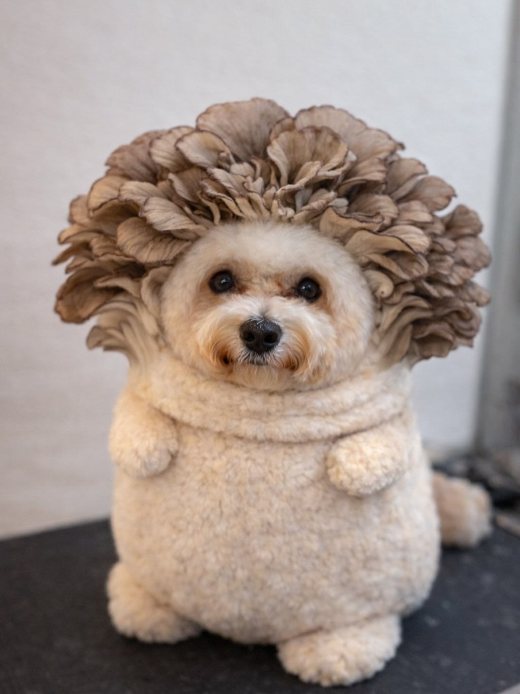 今流行りのきのこやってみました🐶🍄