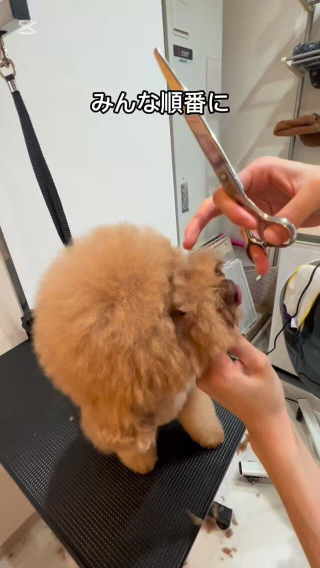 年末はわんこも身だしなみ🐾