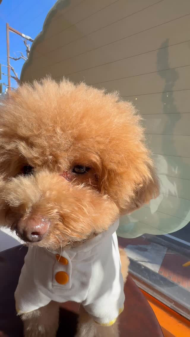 やっほーライチだよ🐶